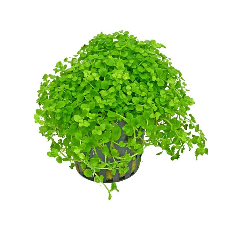 Planta acvariu Micranthemum tweediei Stoffels - imagine 4